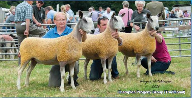 Leicester Longwool Sheep Breeders Association - Longwool role